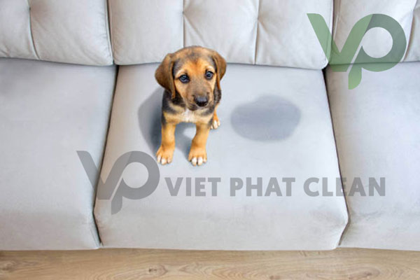 cách làm sạch lông chó mèo trên ghế sofa